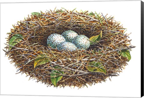 Framed Cardinal Nest Print