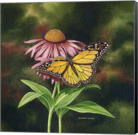 Framed Coneflower of Choice 2 Print