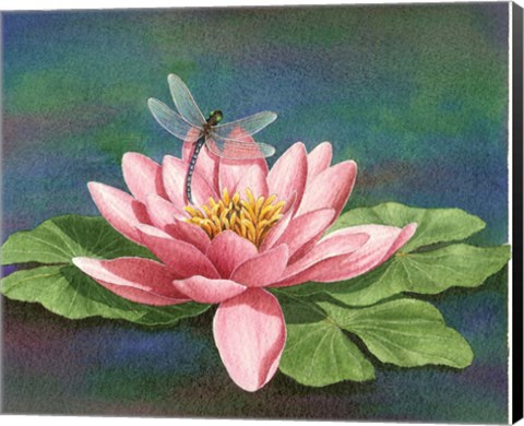 Framed Dragonlily Print