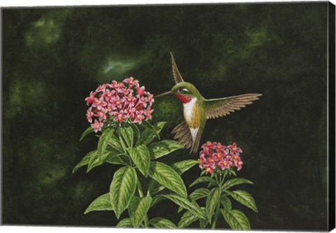 Framed Choice Pentas II Print
