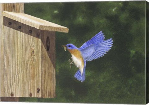 Framed Cleared to Land Print