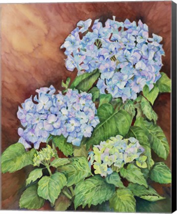 Framed Blue Hydrangeas Print