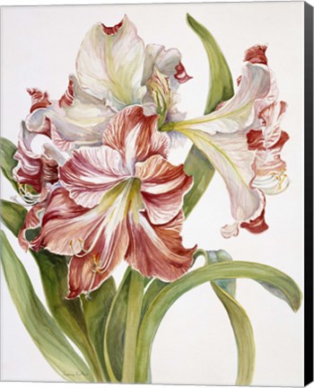 Framed Red And White Amaryllis Print