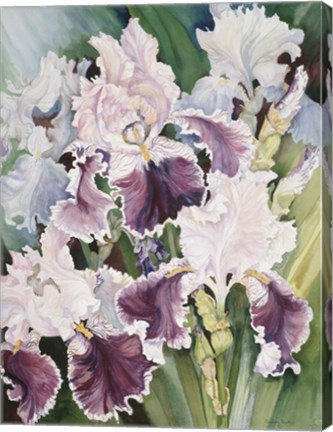 Framed Ruffled Burgundy Iris&#39; Print