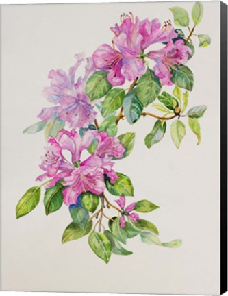 Framed Pink Azaleas Print