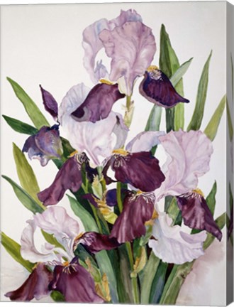 Framed Pink &amp; Maroon Iris Print