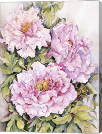 Framed Peonies 2 Print