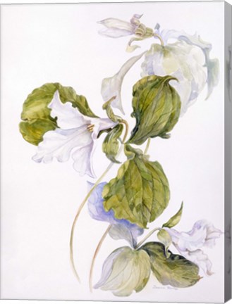 Framed White Trillium Print