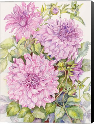 Framed Lavender Dahlias Print