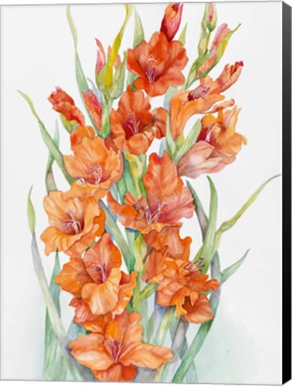 Framed Hot Orange Gladiolus Print