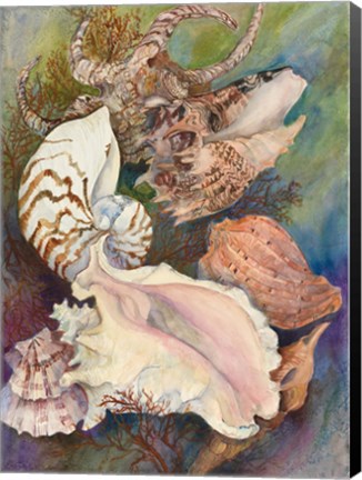 Framed Collected Shells Print