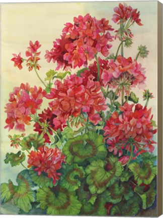 Framed Geraniums Print