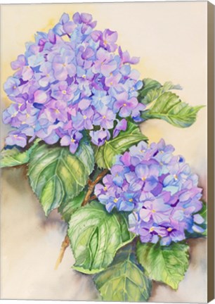 Framed Hydrangea Stem Print