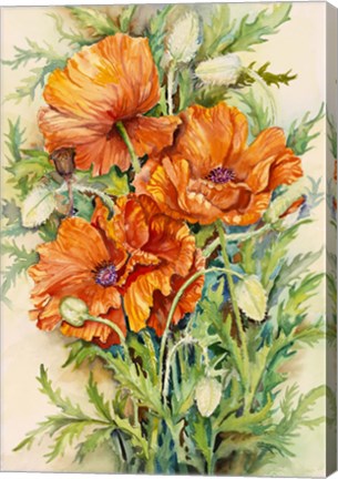 Framed Cluster of Poppies Print