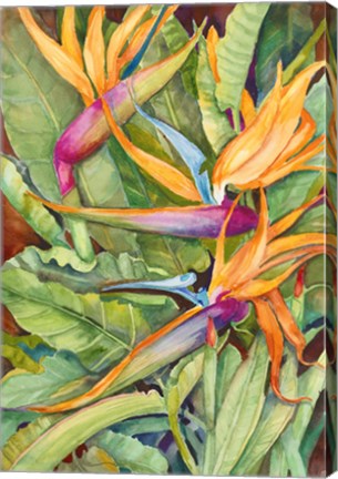 Framed Birds Of Paradise Print
