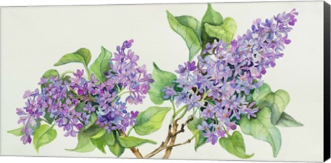 Framed Lilac Sprigs Print