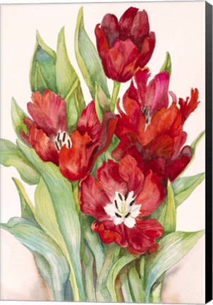 Framed Tulips Opening Up Print
