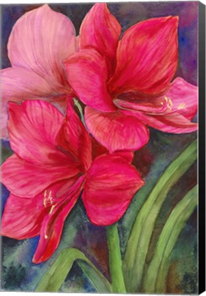 Framed Betty&#39;s Amaryllis Print
