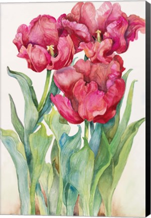 Framed Cherry Red Tulip Print