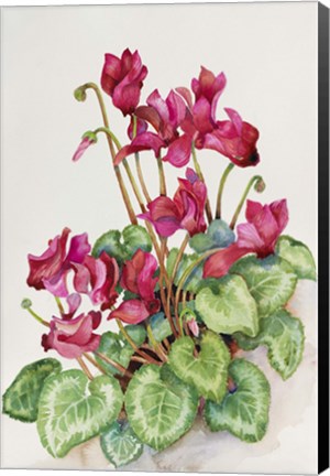 Framed Red Cyclamen Print