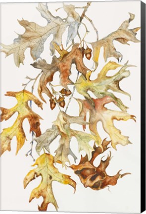 Framed Rust Colored Oak Leaves Print