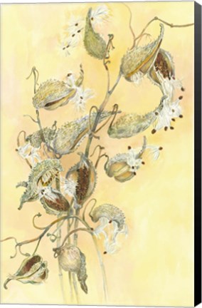 Framed Milkweed Print