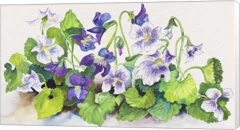 Framed Violets Print