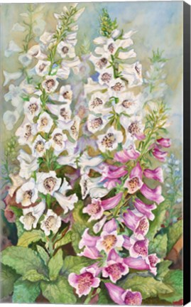 Framed Foxglove Spears Print