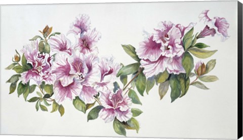 Framed Pink Azaleas Print