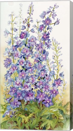 Framed Delphinium Cluster Print