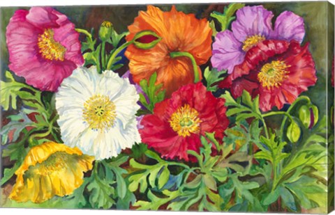 Framed Iceland Poppies Print
