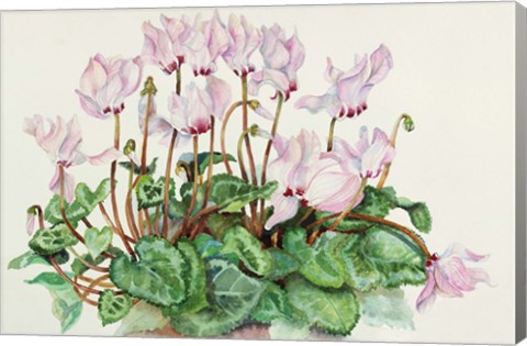 Framed Pink Cyclamen Print