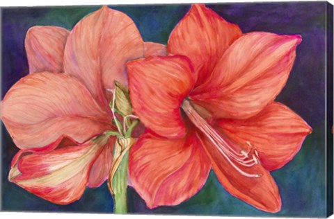Framed Amaryllis Blooms Print