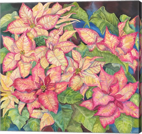 Framed Pink Variegated Poinsettia Print