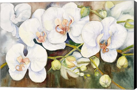 Framed Stem Of Orchids Print