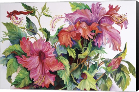 Framed Hibiscus Print