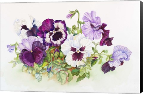 Framed White and Purple Pansies II Print