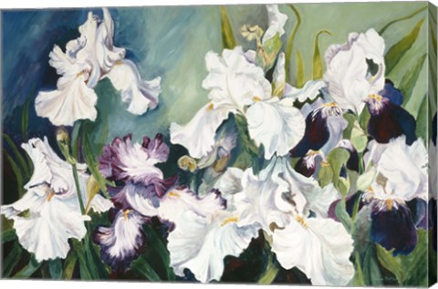 Framed Plum And White Iris Print