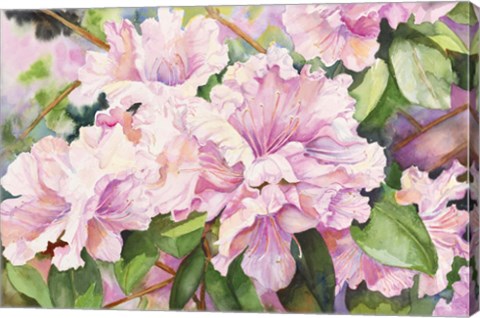 Framed Sun Lit Azalea Print