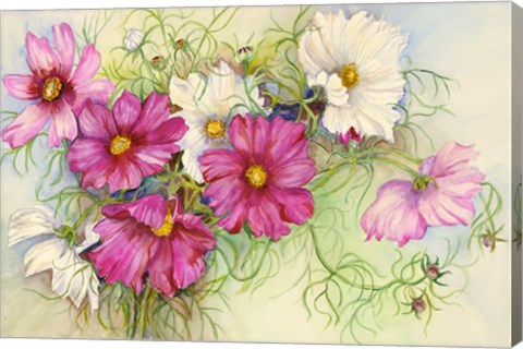 Framed Pink and White Cosmos Print