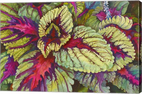Framed Coleus Print