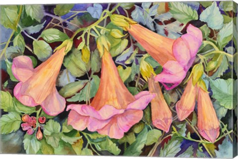 Framed Trumpet Vine Print
