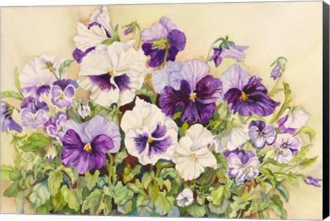 Framed White and Purple Pansies Print