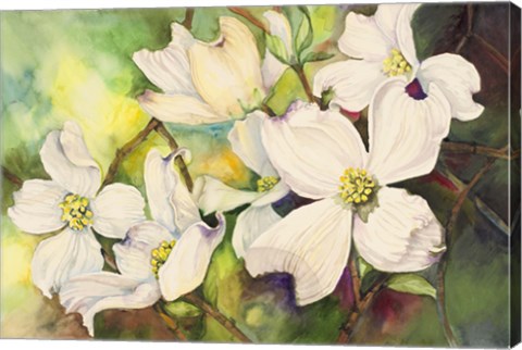 Framed White Dogwood Print