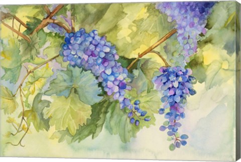 Framed Grape Vineyard Print
