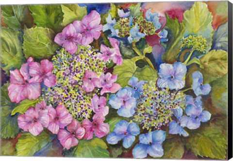 Framed Lacy Hydrangea Print