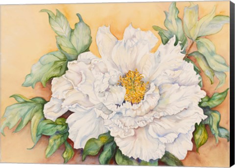 Framed Peony Study Print