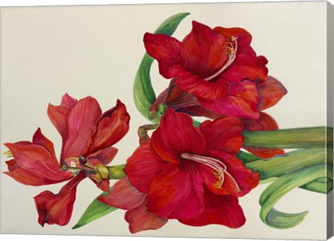 Framed Amaryllis Standing Tall Print