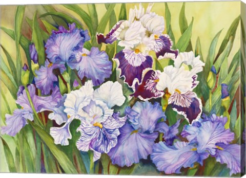 Framed Irises in Shades of Lavender Print