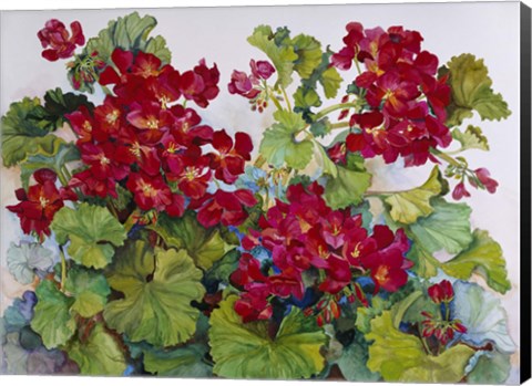 Framed Deep Red Geraniums Print
